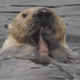 This sea otter sure was hungry.
